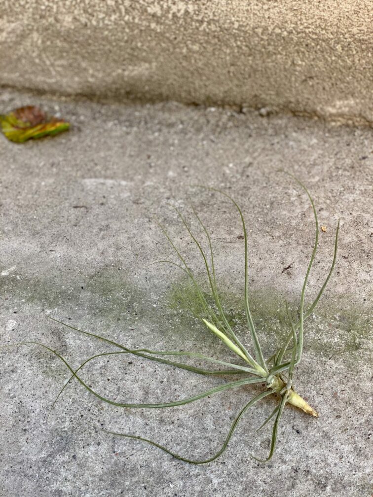Zdjęcie rośliny Tillandsia Schiedeana, ujęcie 3
