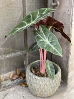 Zdjęcie rośliny Alocasia Pink Dragon, ujęcie 1