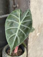 Zdjęcie rośliny Alocasia Pink Dragon, ujęcie 2