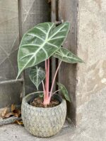 Zdjęcie rośliny Alocasia Pink Dragon, ujęcie 3