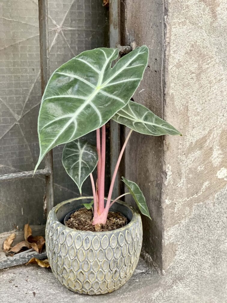 Zdjęcie rośliny Alocasia Pink Dragon, ujęcie 3