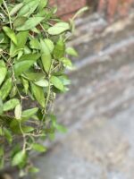 Zdjęcie rośliny Hoya lacunosa, ujęcie 2