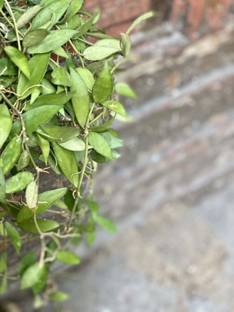 Zdjęcie rośliny Hoya lacunosa, ujęcie 2