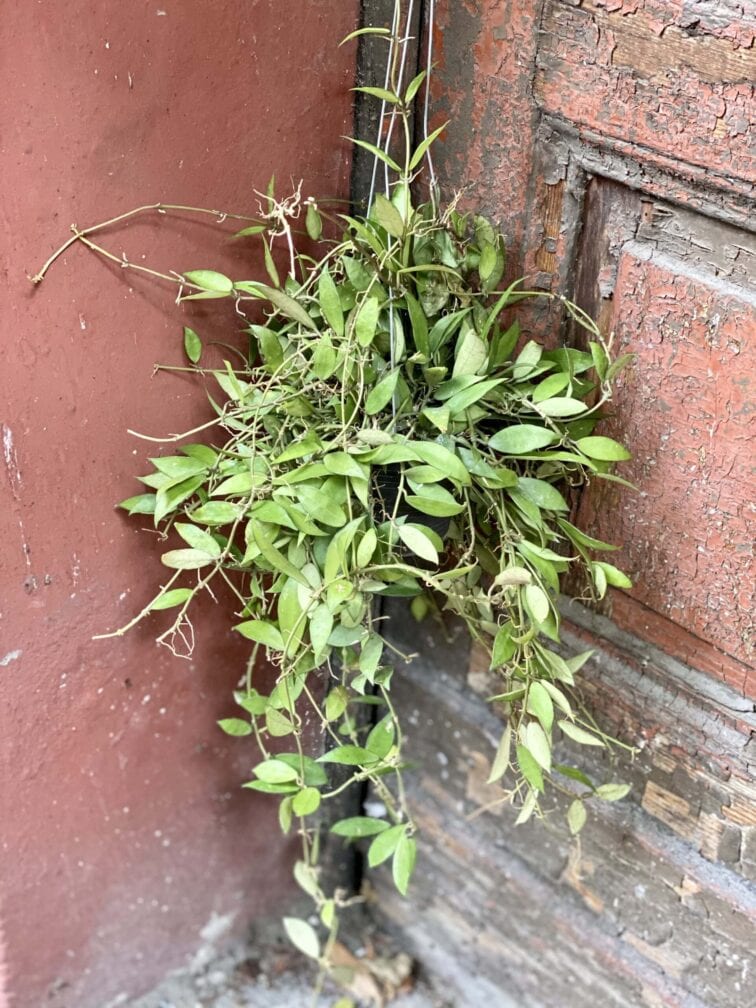 Zdjęcie rośliny Hoya lacunosa, ujęcie 3