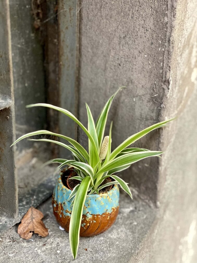 Zdjęcie rośliny Chlorophytum comosum Ocean (Zielistka), ujęcie 1