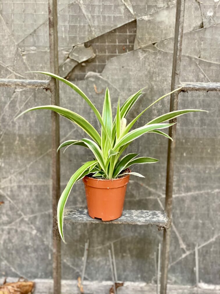 Zdjęcie rośliny Chlorophytum comosum Ocean (Zielistka), ujęcie 2