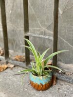 Zdjęcie rośliny Chlorophytum comosum Ocean (Zielistka), ujęcie 3