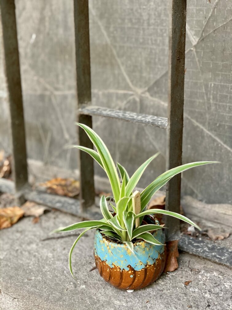 Zdjęcie rośliny Chlorophytum comosum Ocean (Zielistka), ujęcie 3