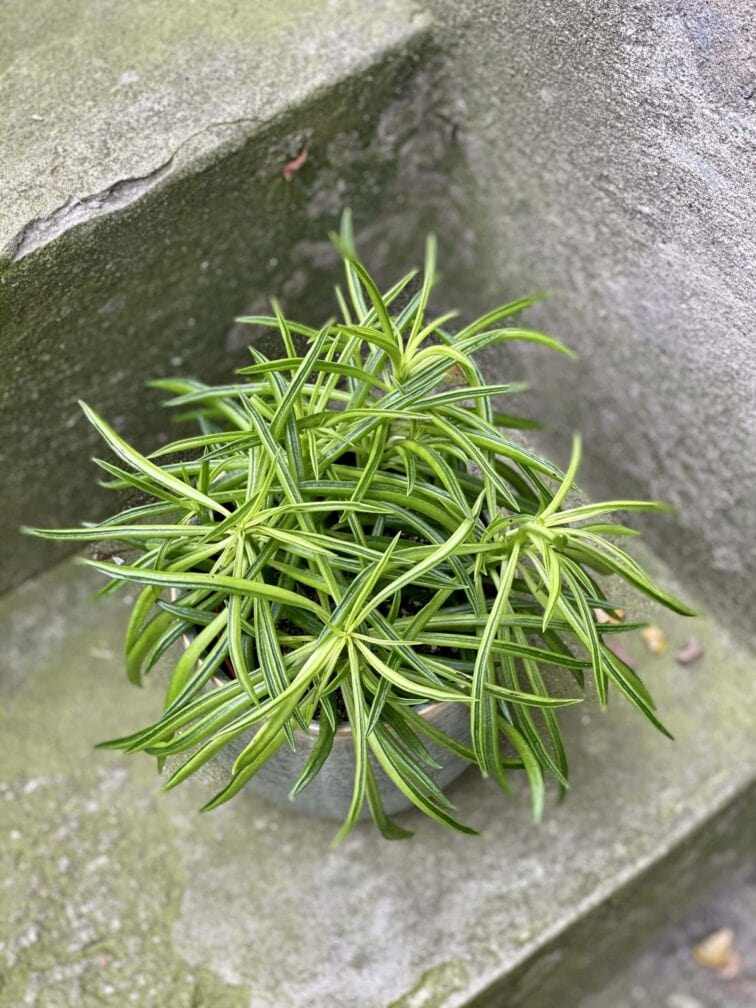 peperomia-nevada_11x22-0.jpg Zdjęcie rośliny Peperomia Nevada, ujęcie 1