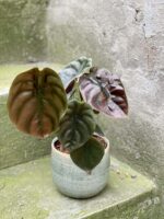 Zdjęcie rośliny Alocasia Red Secret, ujęcie 2