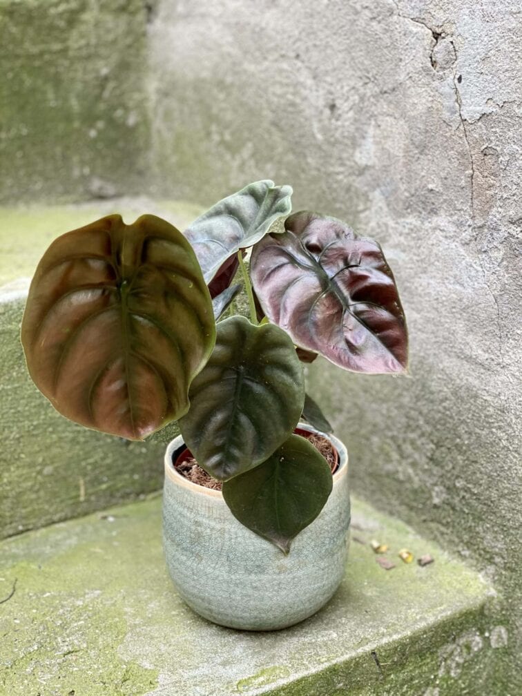 Zdjęcie rośliny Alocasia Red Secret, ujęcie 2
