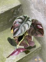 Zdjęcie rośliny Alocasia Red Secret, ujęcie 3