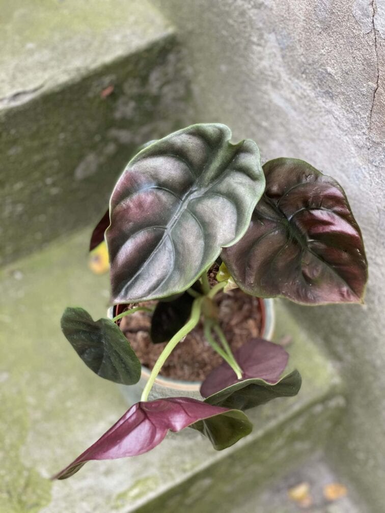Zdjęcie rośliny Alocasia Red Secret, ujęcie 3