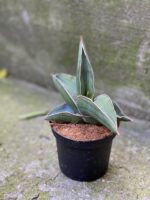 Zdjęcie rośliny Sansevieria Samurai, ujęcie 2