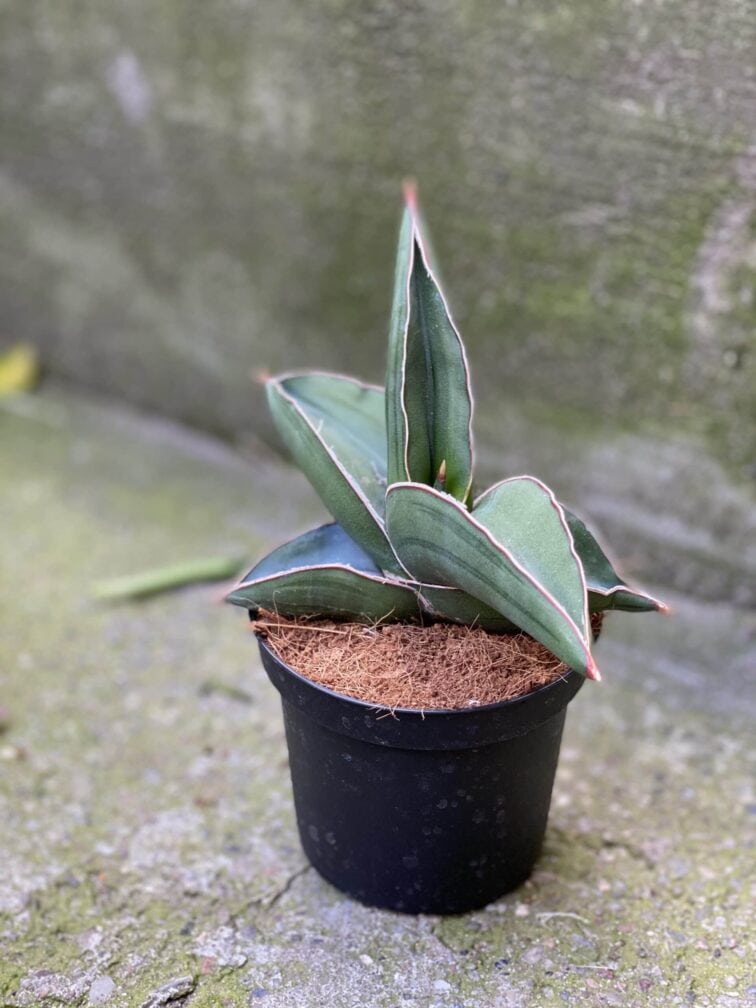 Zdjęcie rośliny Sansevieria Samurai, ujęcie 2