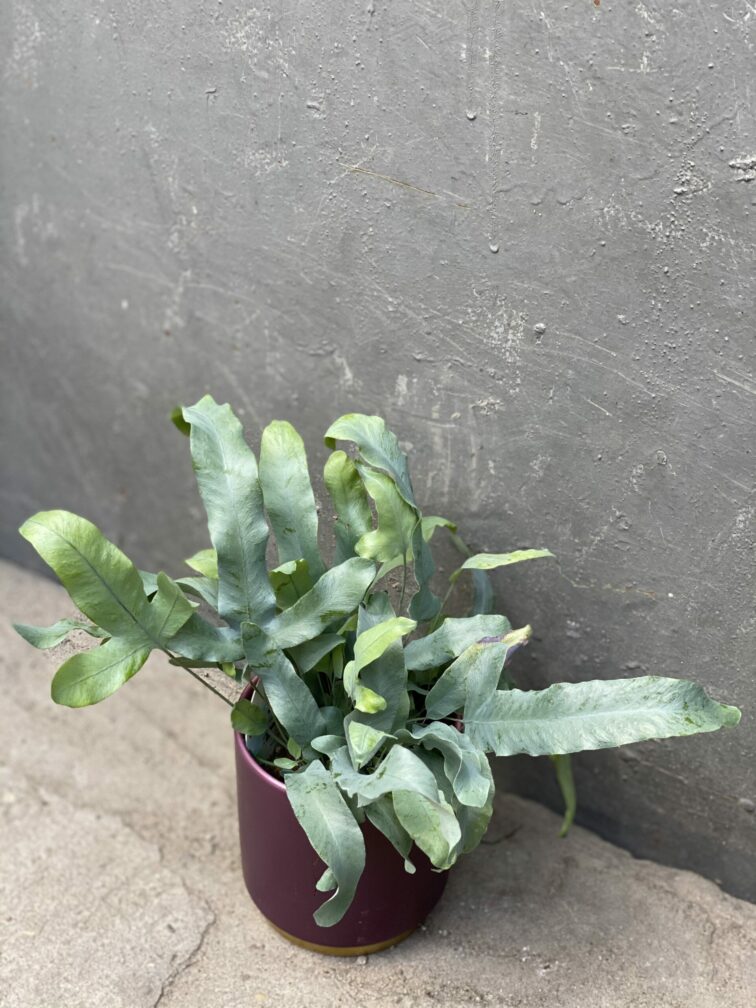 Zdjęcie rośliny Phlebodium aureum "Blue Star", ujęcie 1