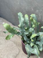 Zdjęcie rośliny Phlebodium aureum "Blue Star", ujęcie 2