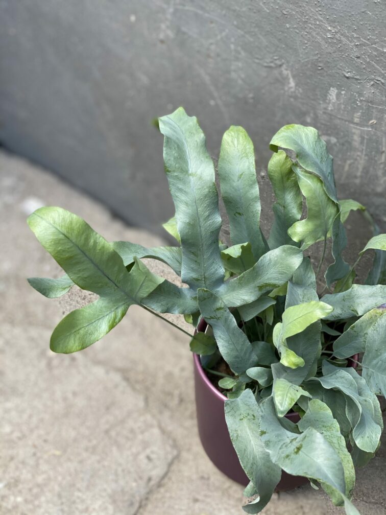Zdjęcie rośliny Phlebodium aureum "Blue Star", ujęcie 2