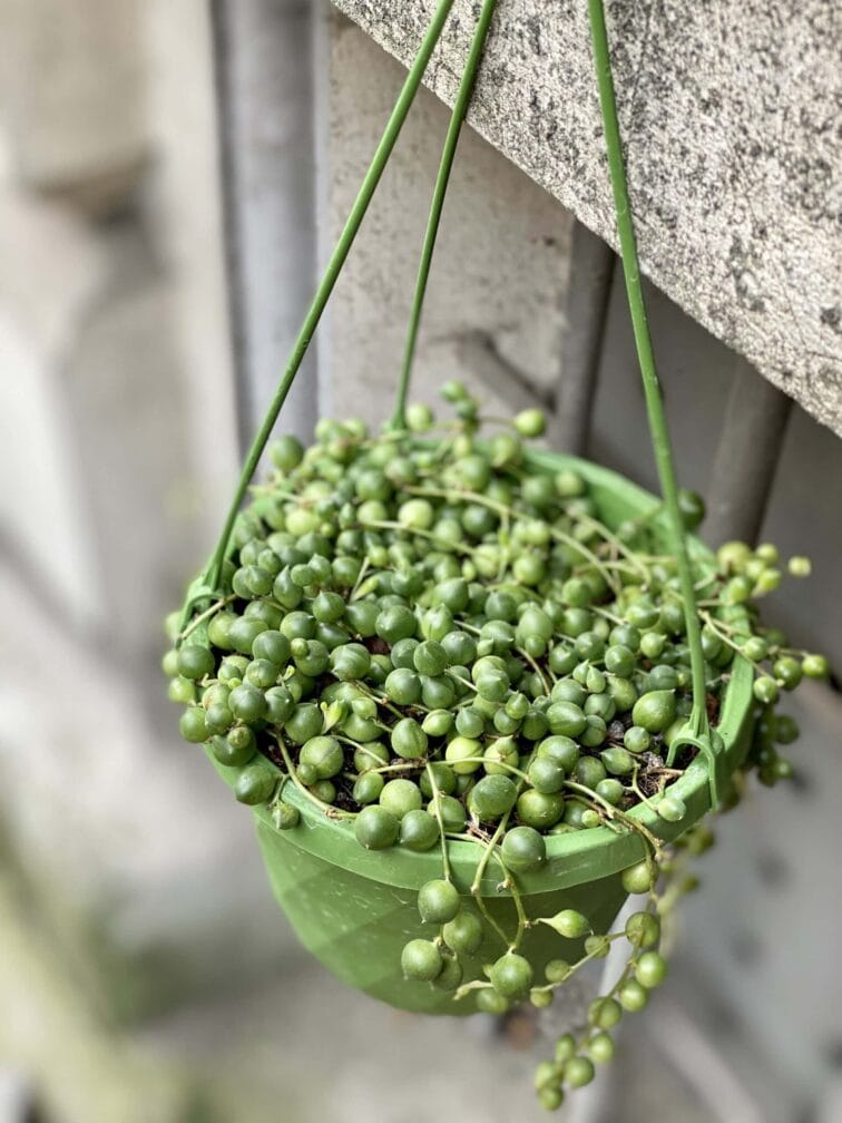 Zdjęcie rośliny Senecio rowleyanus (Starzec Rowleya), ujęcie 1