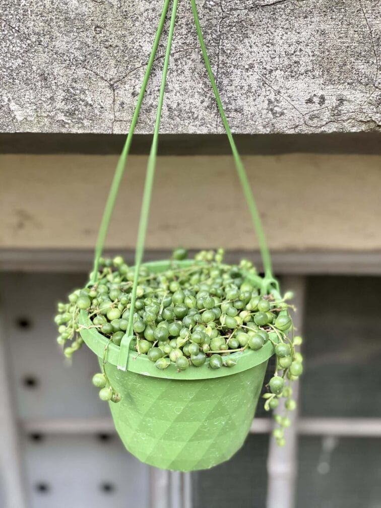 Zdjęcie rośliny Senecio rowleyanus (Starzec Rowleya), ujęcie 2