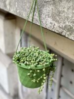Zdjęcie rośliny Senecio rowleyanus (Starzec Rowleya), ujęcie 3