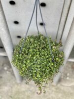 Zdjęcie rośliny Pilea Pinokkio, ujęcie 1