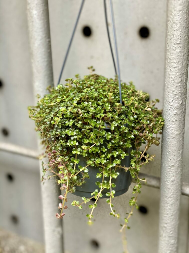 Zdjęcie rośliny Pilea Pinokkio, ujęcie 2