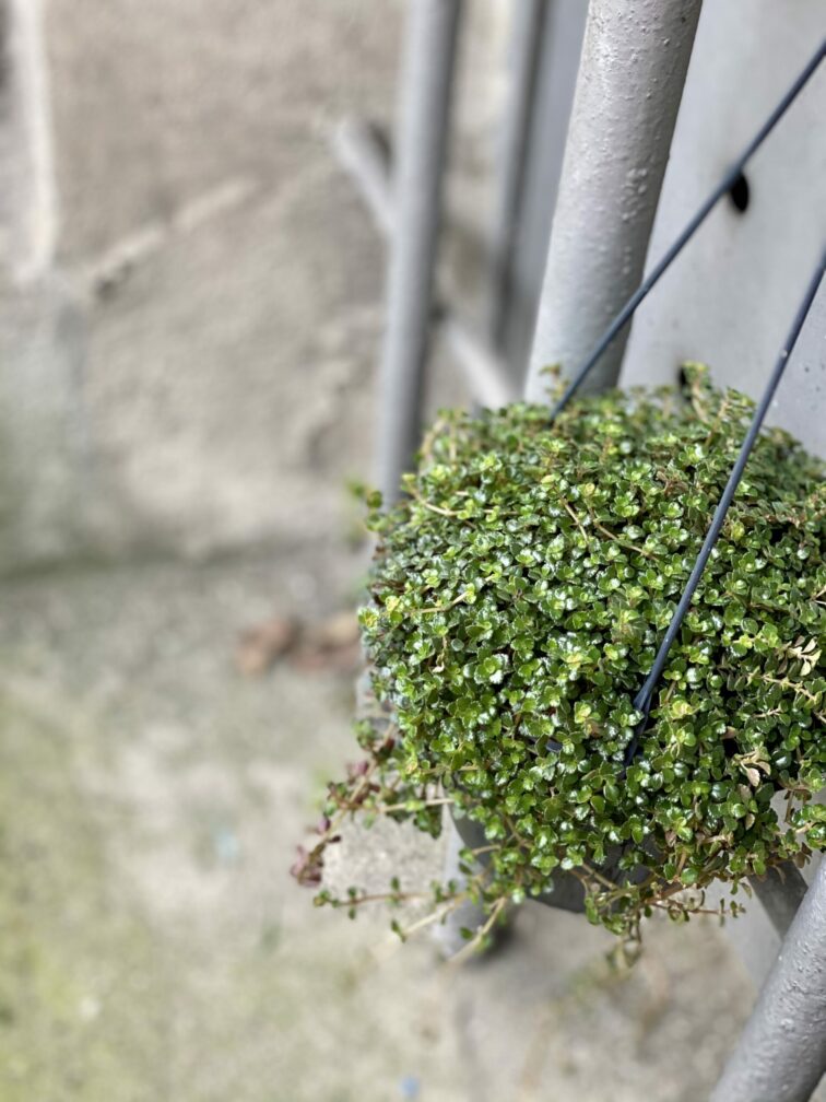 Zdjęcie rośliny Pilea Pinokkio, ujęcie 3