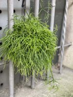 Zdjęcie rośliny Rhipsalis cassutha Cassera (Patyczak), ujęcie 2