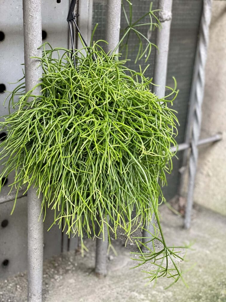 Zdjęcie rośliny Rhipsalis cassutha Cassera (Patyczak), ujęcie 2