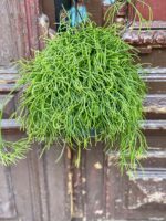 Zdjęcie rośliny Rhipsalis cassutha Cassera (Patyczak), ujęcie 3