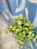 Zdjęcie rośliny Dischidia ovata, ujęcie 1