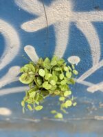 Zdjęcie rośliny Dischidia ovata, ujęcie 2