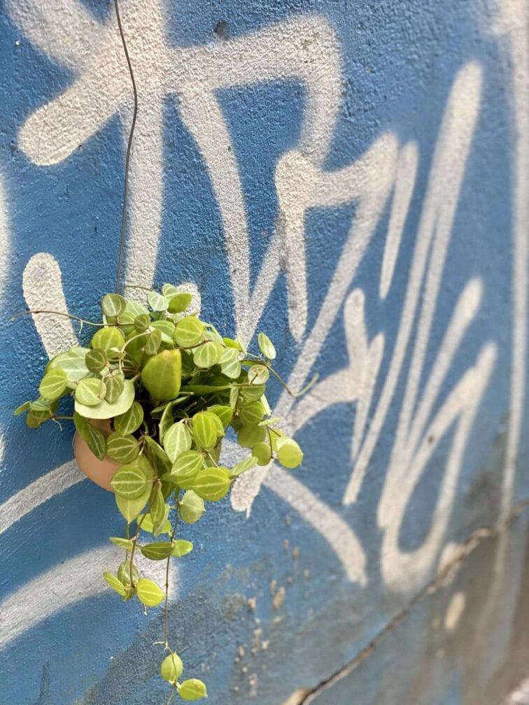 Zdjęcie rośliny Dischidia ovata, ujęcie 3