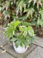 Zdjęcie rośliny Fatsia variegata Spiderweb, ujęcie 1