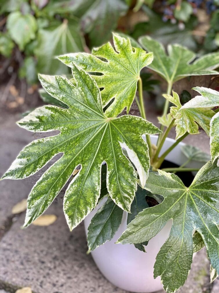 Zdjęcie rośliny Fatsia variegata Spiderweb, ujęcie 2