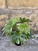 Zdjęcie rośliny Fatsia variegata Spiderweb, ujęcie 3