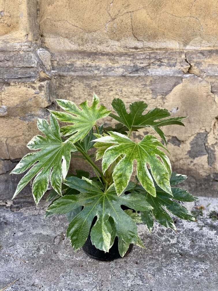 Zdjęcie rośliny Fatsia variegata Spiderweb, ujęcie 3