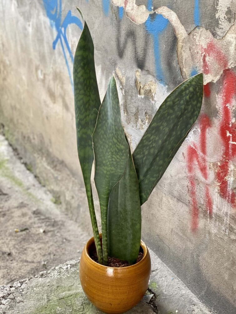 sansevieria-masoniana_17x60-0.jpg Zdjęcie rośliny Sansevieria Masoniana, ujęcie 1