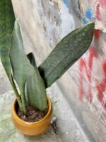 Zdjęcie rośliny Sansevieria Masoniana, ujęcie 2
