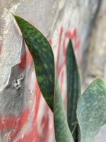 Zdjęcie rośliny Sansevieria Masoniana, ujęcie 3