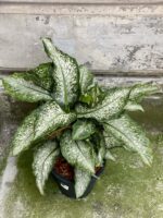 Zdjęcie rośliny Dieffenbachia Tiki, ujęcie 1