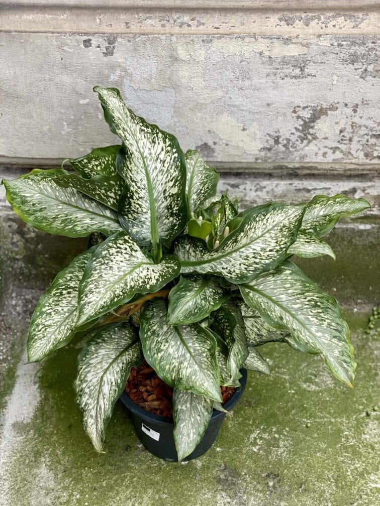 dieffenbachia-tiki_24x55-0.jpg Zdjęcie rośliny Dieffenbachia Tiki, ujęcie 1