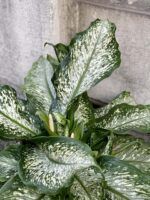 Zdjęcie rośliny Dieffenbachia Tiki, ujęcie 2