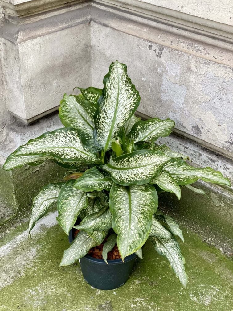 Zdjęcie rośliny Dieffenbachia Tiki, ujęcie 3