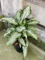 Zdjęcie rośliny Dieffenbachia Tiki, ujęcie 4