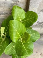 Zdjęcie rośliny Ficus benghalensis Audrey Yellow (Fikus bengalski), ujęcie 2