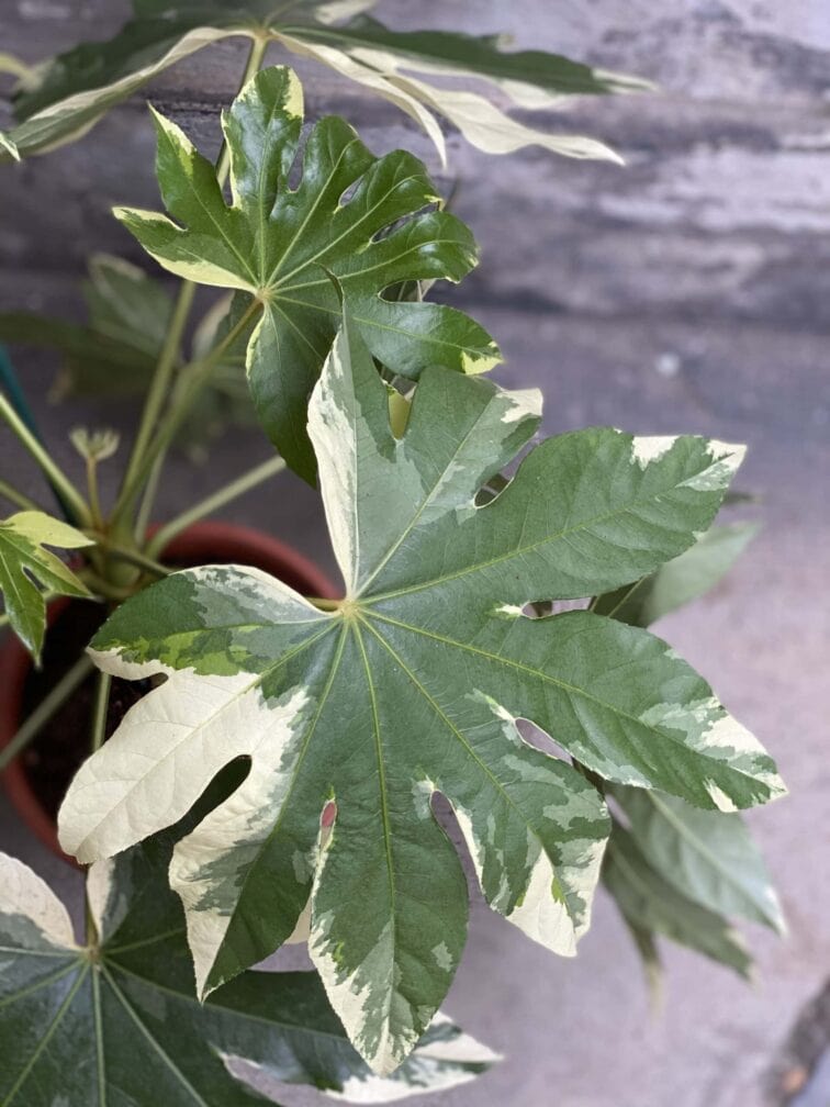 Zdjęcie rośliny Fatsia Variegata, ujęcie 2