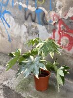 Zdjęcie rośliny Fatsia Variegata, ujęcie 3