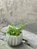 Zdjęcie rośliny Humata Tyermanii, ujęcie 1